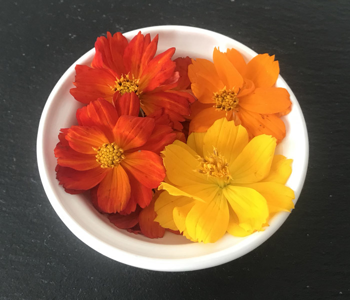 Cosmos