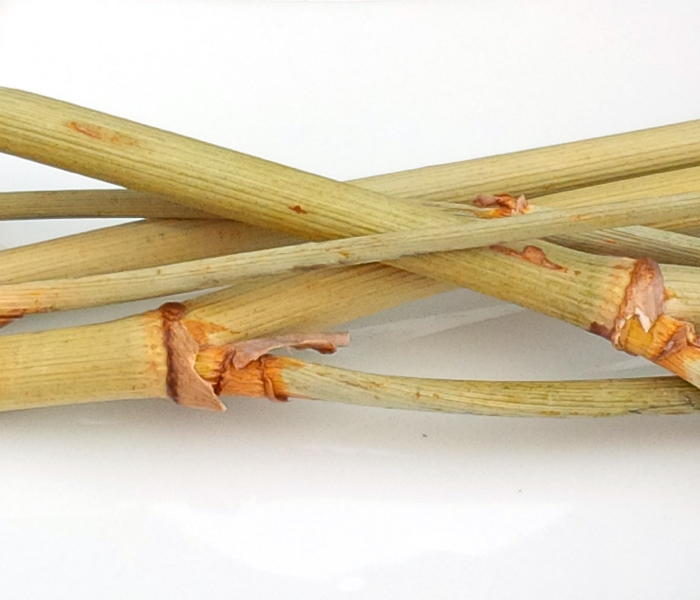Fenouil séché