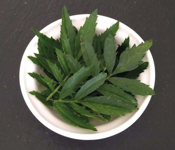 Feuille de Tagète