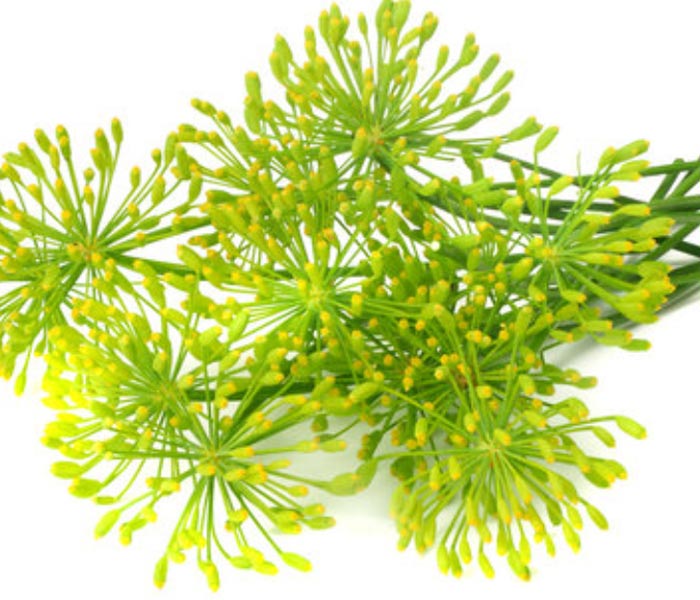 Fleur d'Aneth