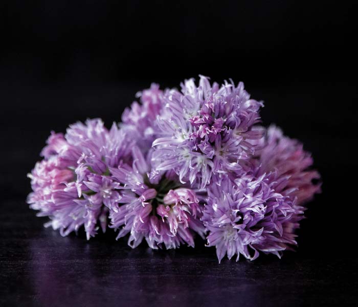 Fleurs de ciboulette