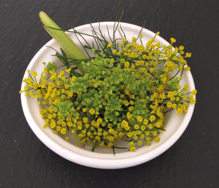 Fleur de fenouil