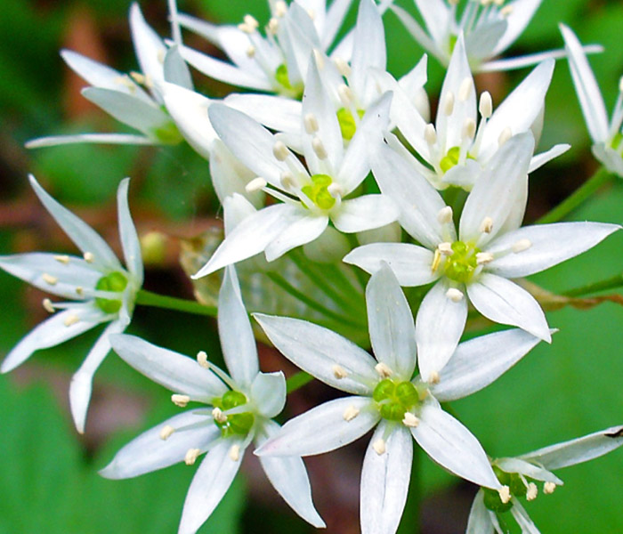 Flowers  Liste de fleurs, Noms de fleurs, Types de fleurs