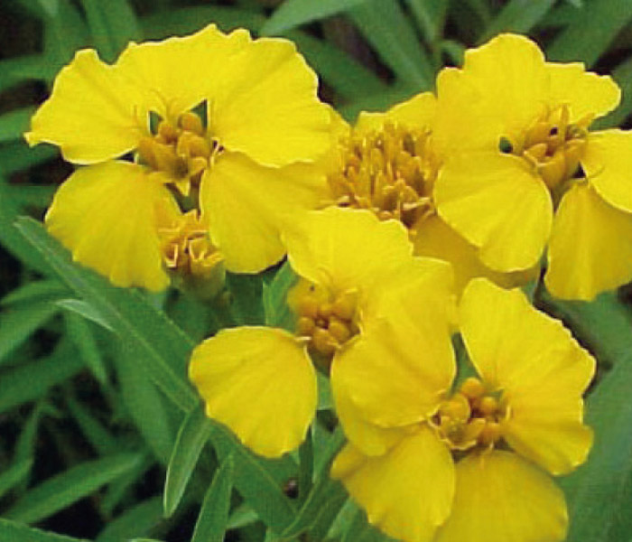 Fleur d'estragon Lucida