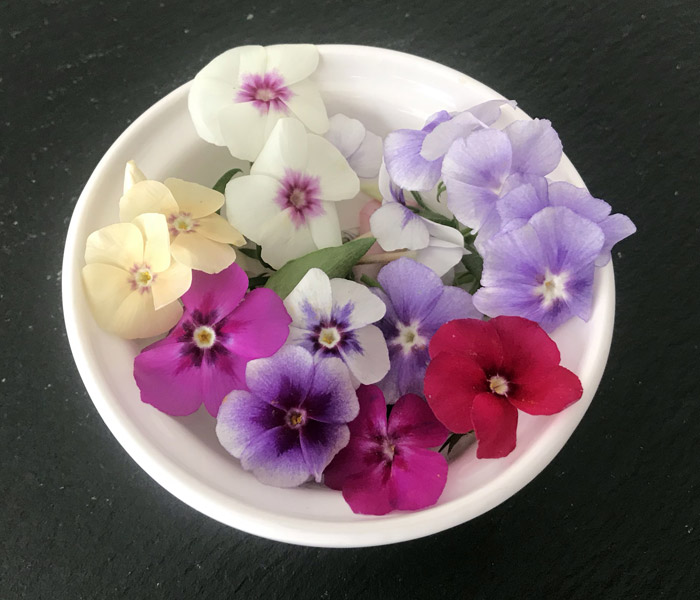 Phlox