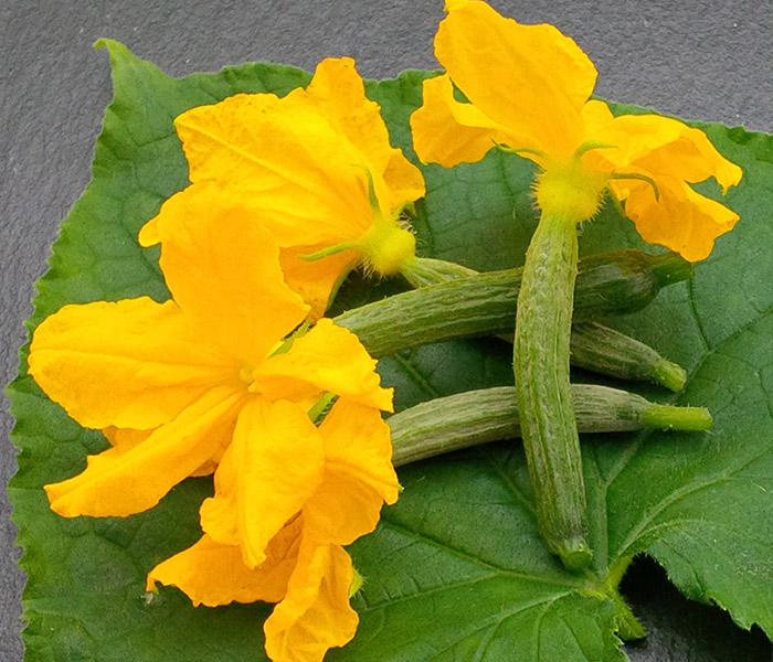 Fleurs de concombre