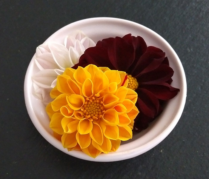 Dahlia