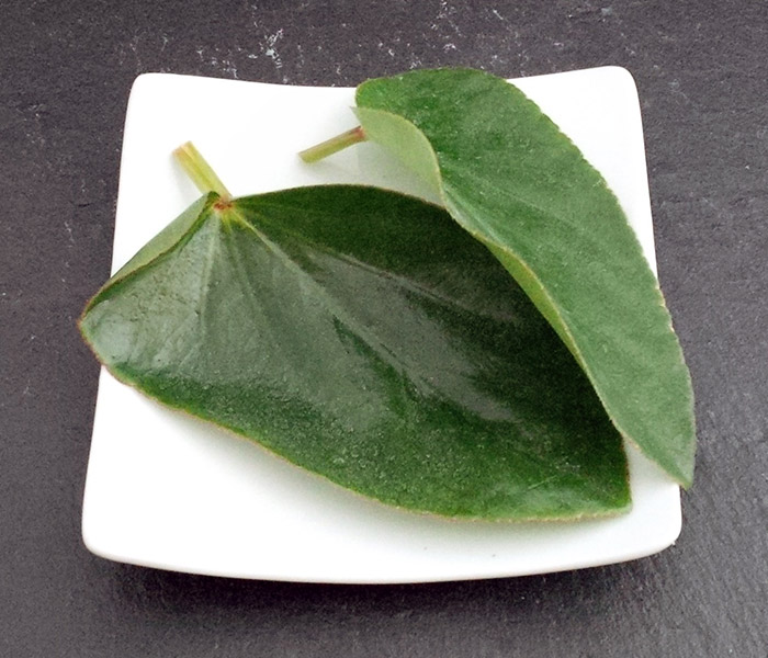 Feuille de Bégonia