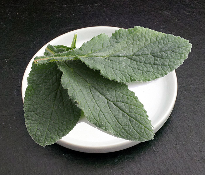 Feuille de Bourrache