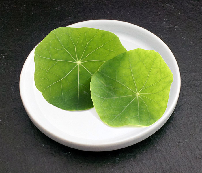 Feuille de Capucine