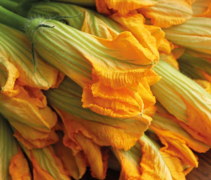 Fleurs de courgette