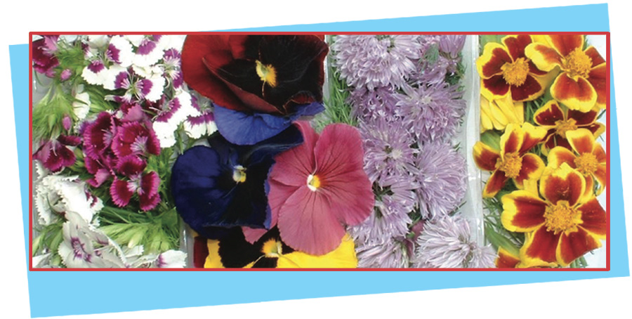 Mix 4 fleurs