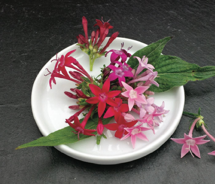 Pentas