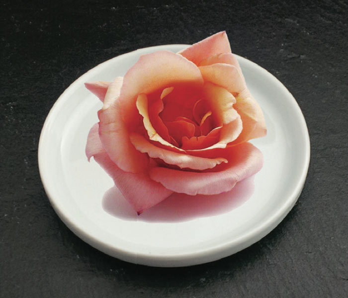Rose de Vence (PÉTALES)