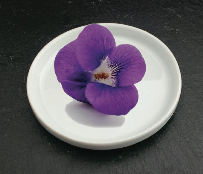 Violette de Tourettes