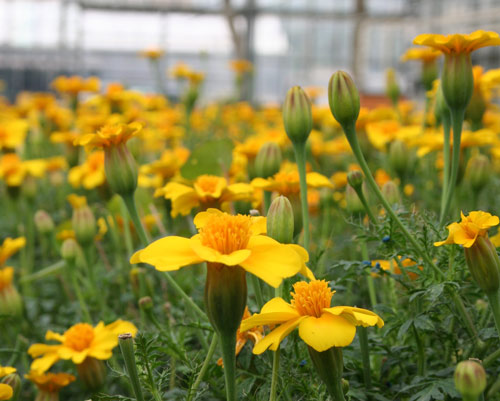 culture de fleurs comestibles Marius Auda