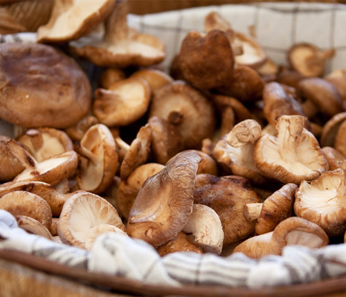 fricassée de cèpes au suc de persil