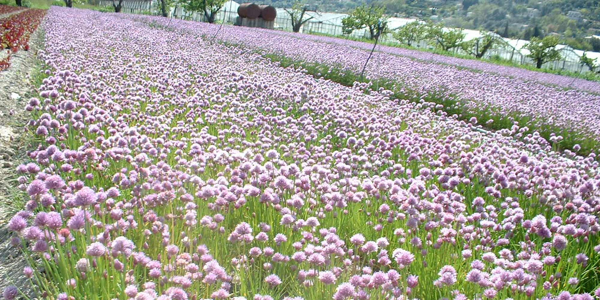 Marius Auda: Jeunes pousses de salade, herbes aromatiques et fleurs comestibles en Pays Niçois depuis 1936